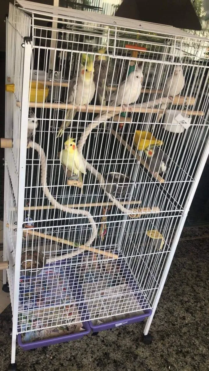 Viveiro Calopsita - Papagaio - Ringneck Com Escadinha Brinde — 4